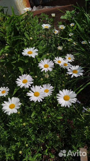 Многолетники садовые