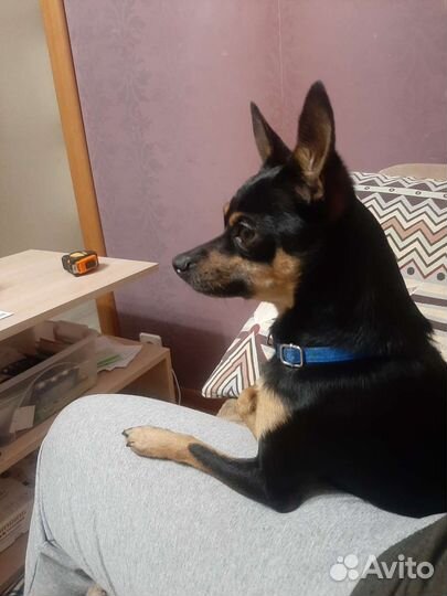 Той-терьер вязка