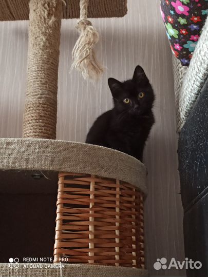 Кошка в дар бесплатно