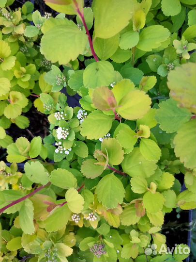 Спирея Тор Голд