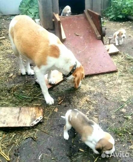 Эстонская гончая щенки