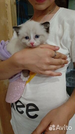 Отдам кота в добрые руки