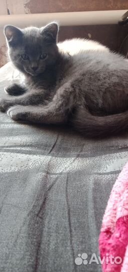 Британская