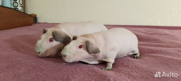 Морские свинки. Белые скинни