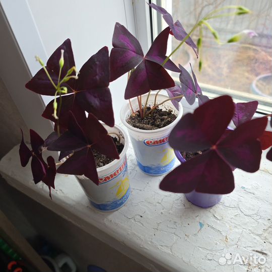 Кислица оксалис красный