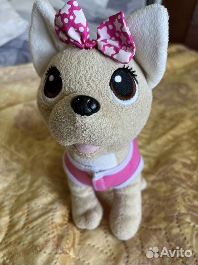 Собака чичилав