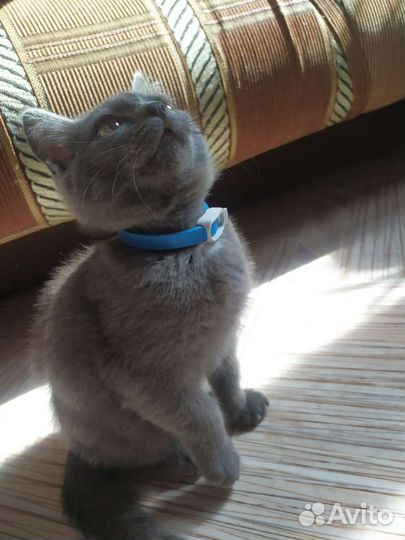 Сибирская голубая