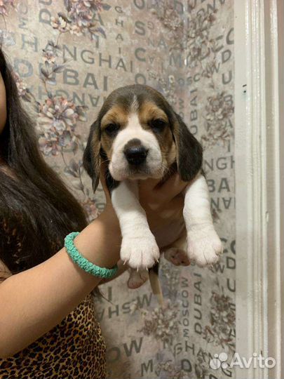 Щенки бигль