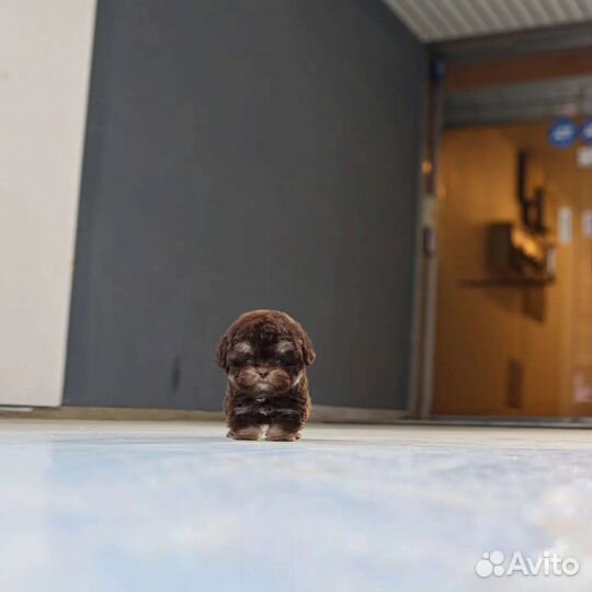 Той-пудель Мальтипу из Кореи