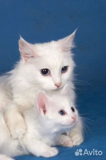 Котята ангорские
