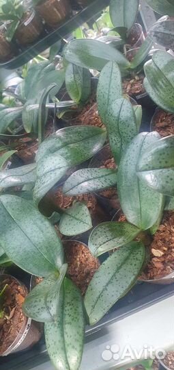 Орхидеидастибель,лиодоро,биондоро,кокодоро,минимар