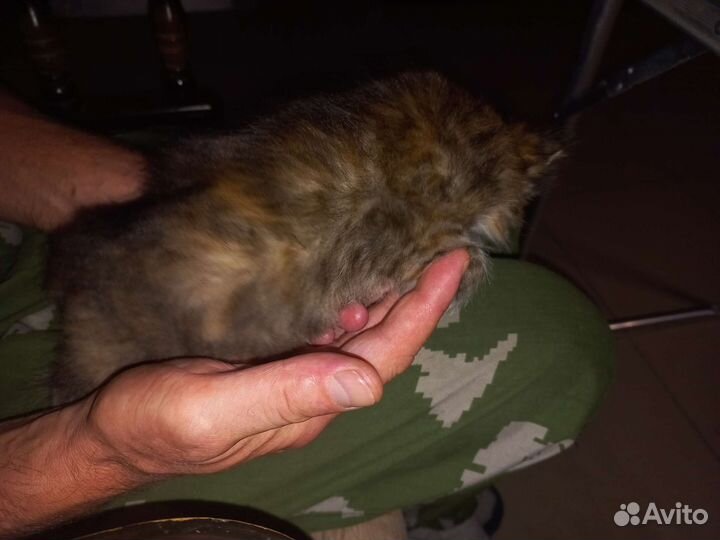 Кошка в дар бесплатно