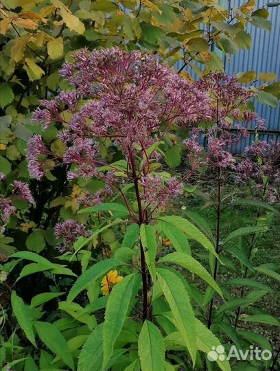 Семена многолетних цветов