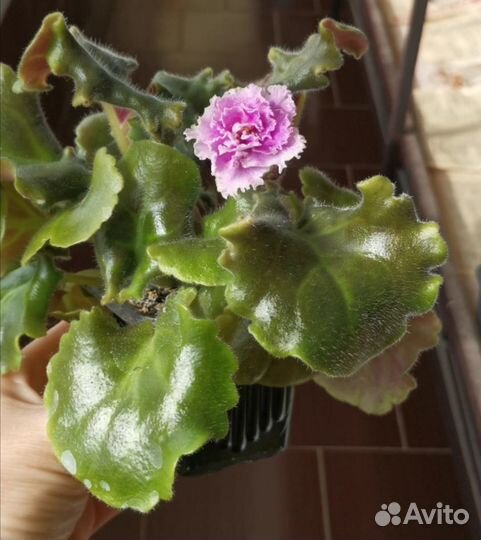 Фиалка махровая