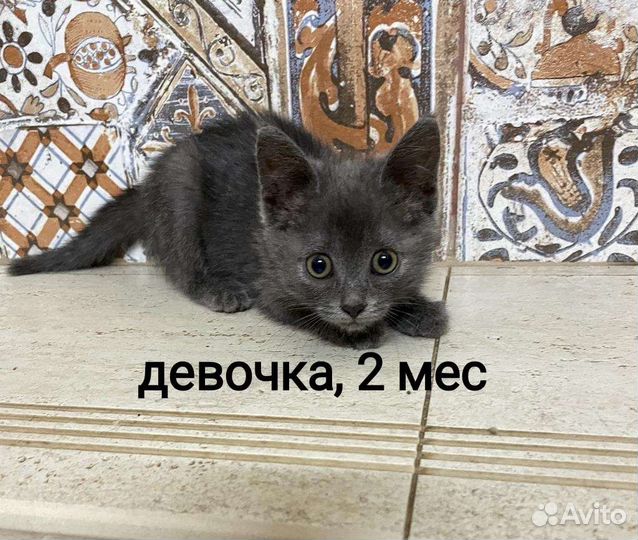 Кошечка, 2 мес