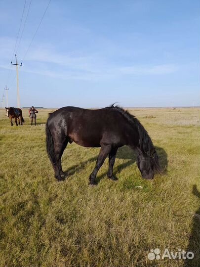 Продам жеребца