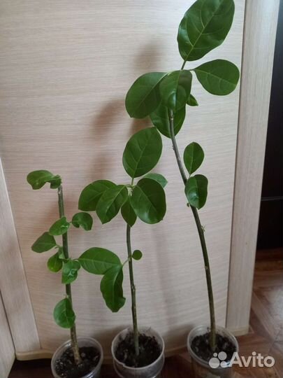 Экзотическое, плодовое растение Трианея