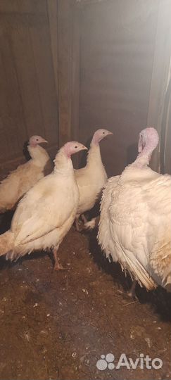 Инкубационное яйцо