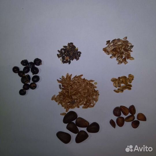 Семена туи, кедра, лиственницы, голубой ели, акаци