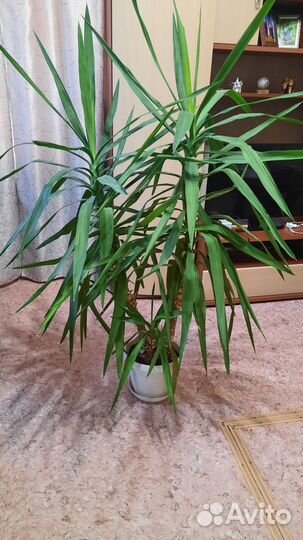 Продам цветы комнатные