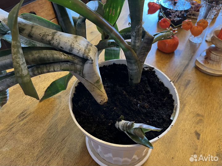 Детки Эхмея. 3 шт в одном горшке