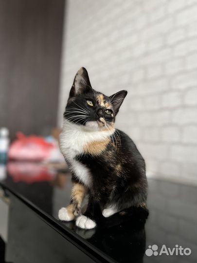 Трехцветный котенок девочка