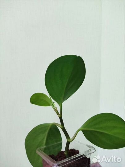 Пеперомия: туполистная и перескиелистная