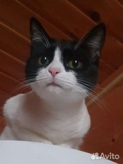 Кошка кошечка