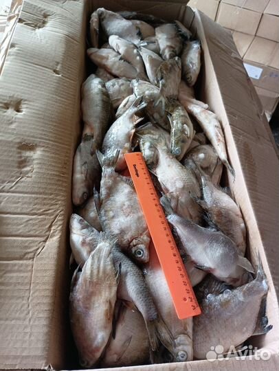 Лещ густера, синец жерех, налим свежемороженая