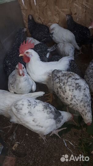 Петушки породы Леггорн и Пушкинская