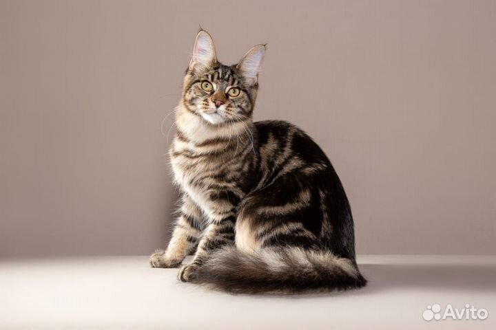 Элитные котята мейн-кун