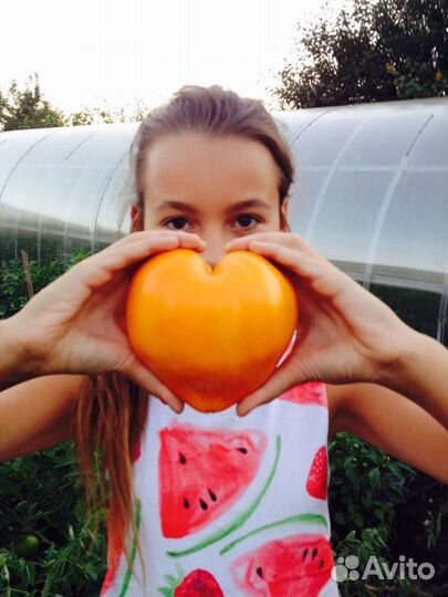 Семена помидоров томатов