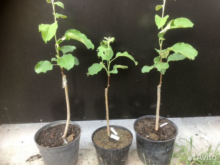 Яблоня осенний сорт