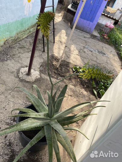 Алоэ лечебный