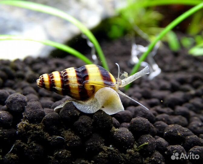 Улитка Хелена