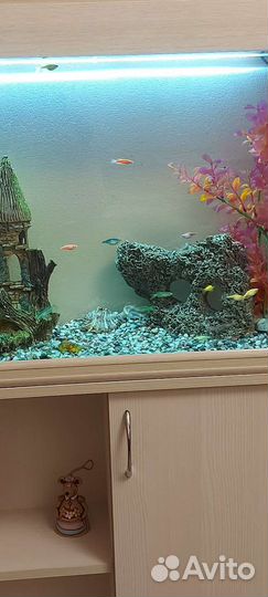 Аквариум