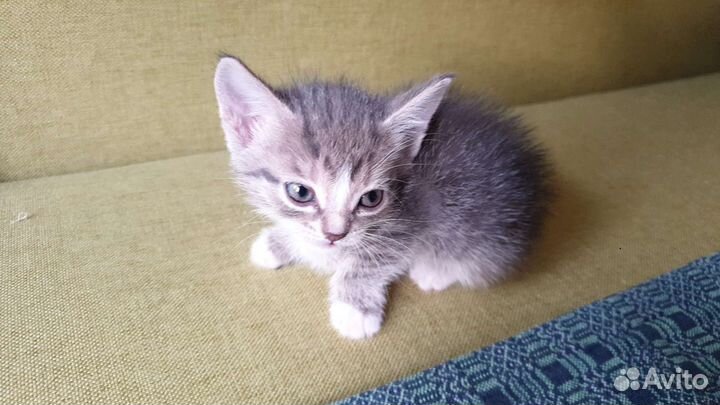 Кошки бесплатно