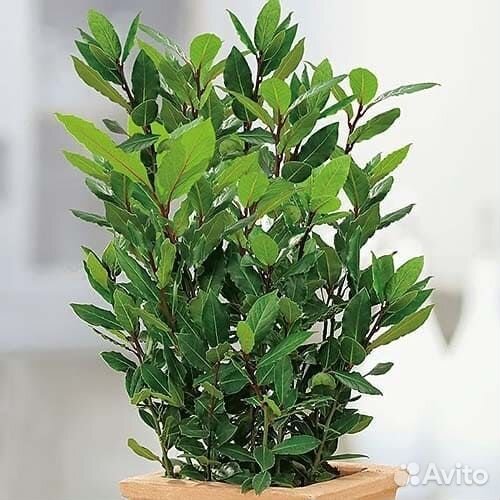 Семена лавр благородный урожай 2023 года