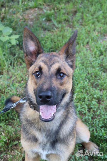 Подарите Лаврику семью