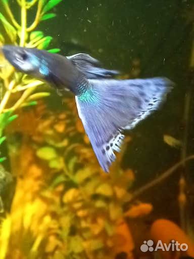 Продам гуппи чистая линия