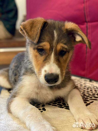 Айрис ждет своего человека