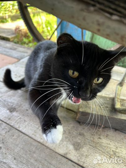 Кошка в дар