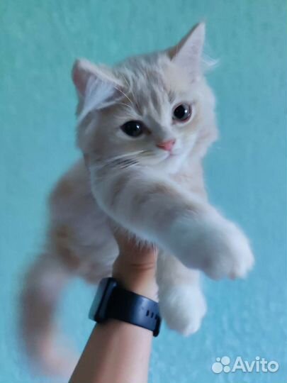 Котеночек девочка