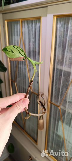 Сингониумы 1