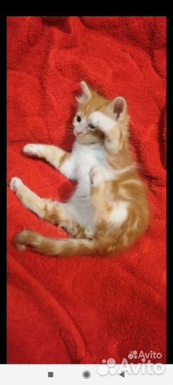 Рыжий котенок