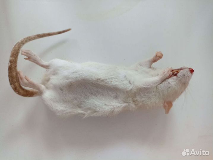 Мыши/крысы/перепела кормовые