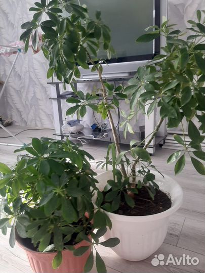 Обменяю церковные платки на цветы