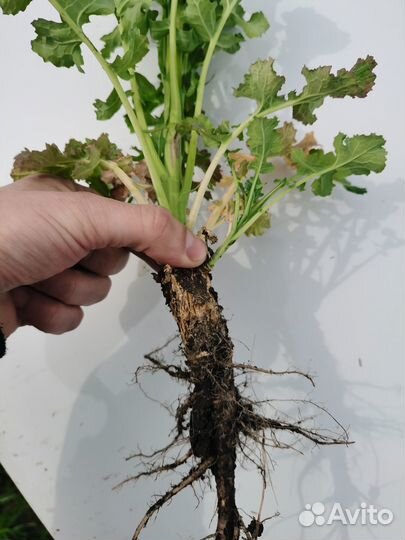 Семена озимого рапса