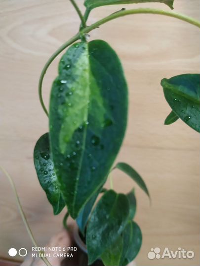 Хойи, взрослая дисхидия