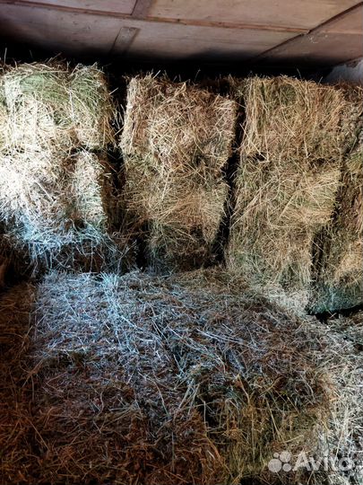 Сено люцерны в тюках